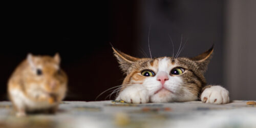 Smart Ways to Get Rid of Mice and Rats From Home