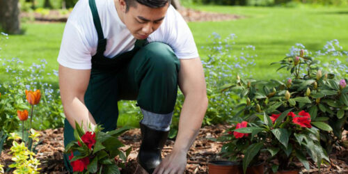 Here’s what you need to know if you plan to grow flowers in your garden