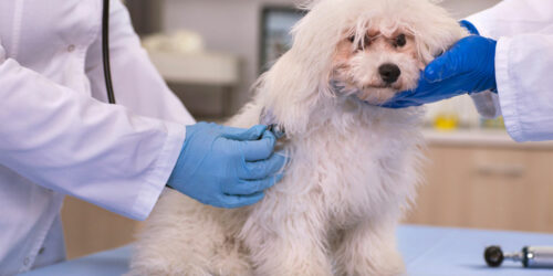 Here’s why and how to get the best insurance policy for your furry friend