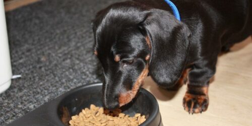 How to recognise food allergies in dogs