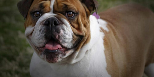 Personality traits of an english bulldog