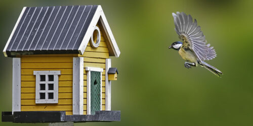 What you need to know about birdhouses