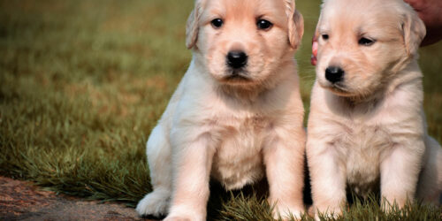 5 ways to keep your dog’s coat healthy and shiny