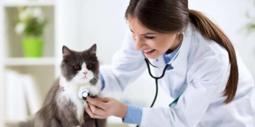 Are Fleas Pestering Your Cat? Here’s How You Can Get Rid Of It!