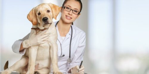 Essential medicine for pet allergies