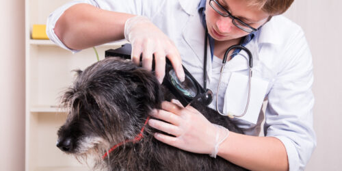 Natural Deterrents for Fleas and Ticks