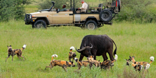 Tips to Help You Plan Your First Botswana Safari