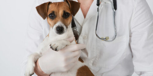 Dog Seizures – Symptoms, Causes, and Management