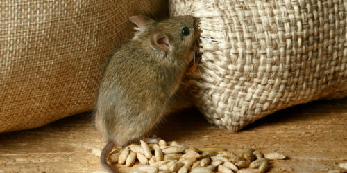 Here’s How to Get Rid of Voles