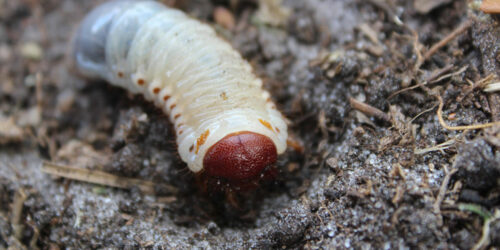 7 Ways to Get Rid of Lawn Grubs Naturally