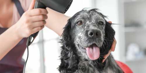 Pet Fur Grooming – Importance, Mistakes, and Tips